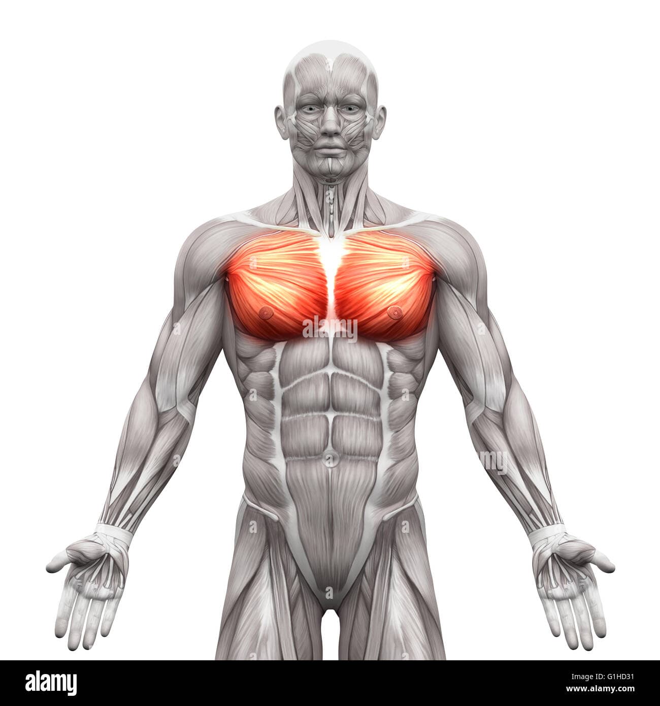 Chest